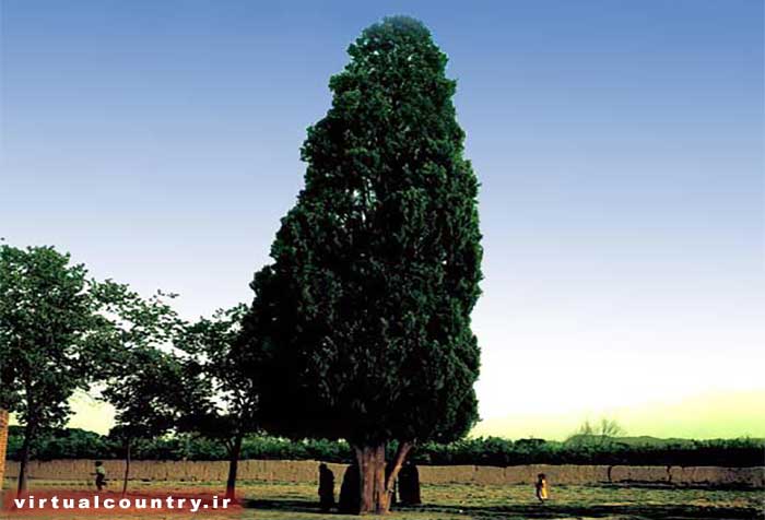 500 Years Old Cypress Tree,iran tourism