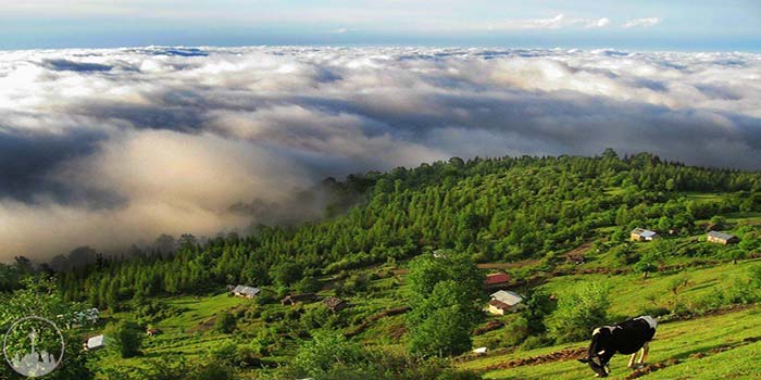  Babol and Amol Forests,iran tourism