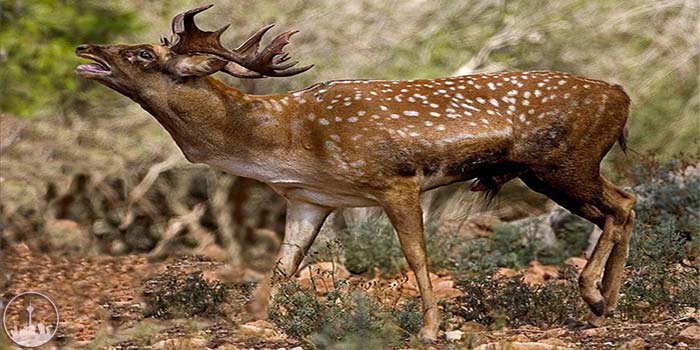  Dena Wildlife Protected Zones,iran tourism