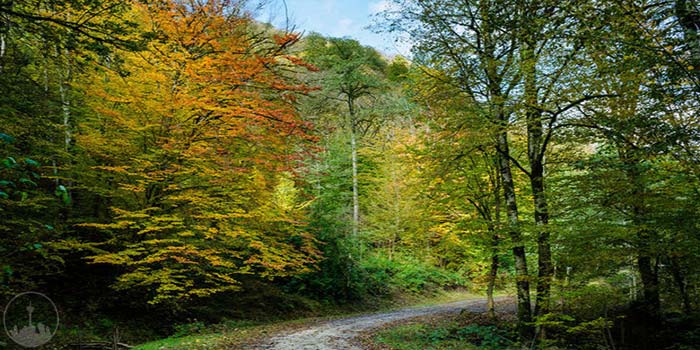  Kiasar and Savad Kooh Forests,iran tourism