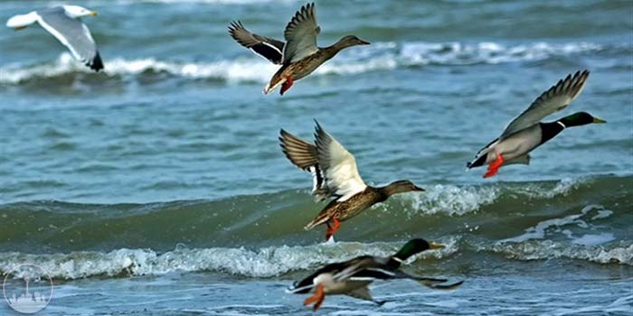  Gaz Wetland,iran tourism