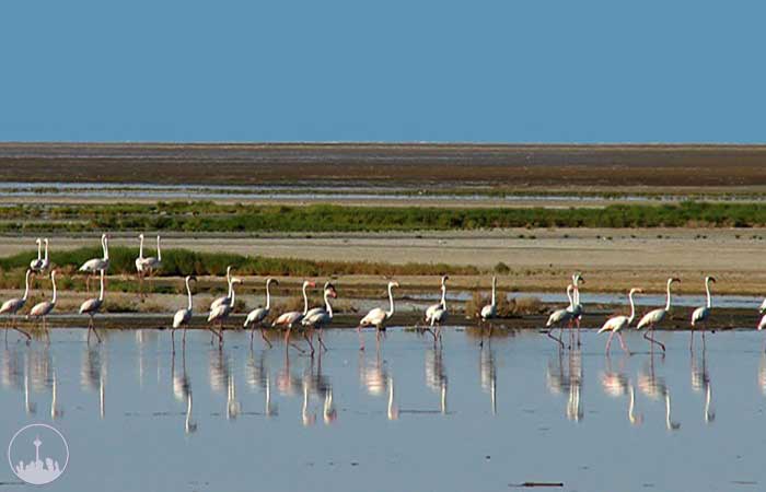 Wetlands,iran tourism